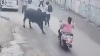 Woman Seriously Injured Following Stray Bull Attack In India