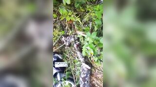 Giant 7-meter python has claimed another life in Indonesia