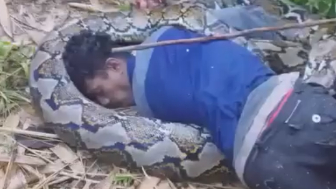 Giant 7-meter python has claimed another life in Indonesia