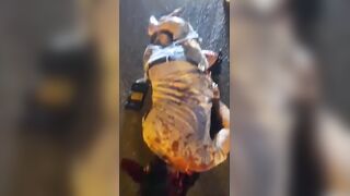 Gruesome Aftermath Of Traffic Accident In Ecuador