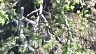Rotten Russhits everywhere.