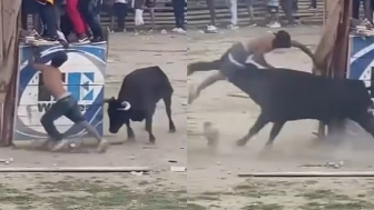 Bull Delivers Instant Karma For Stupidity