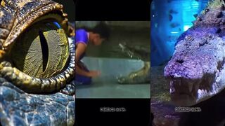 Croc Attack Edit