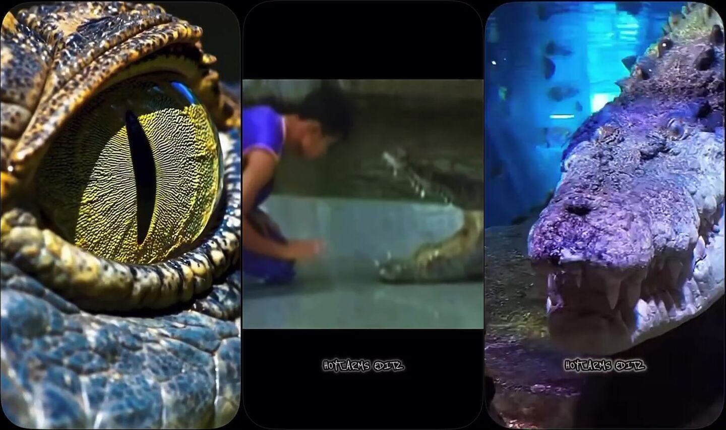 Croc Attack Edit