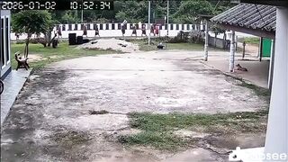 Pickup Driven By 11-Year-Old Boy Kills Eight Monks In Thailand