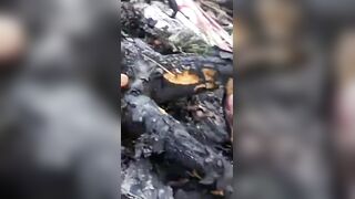 Charred body without hands found in wooded area in Recife