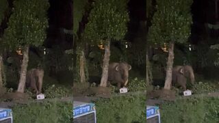 Elephant kills dummie