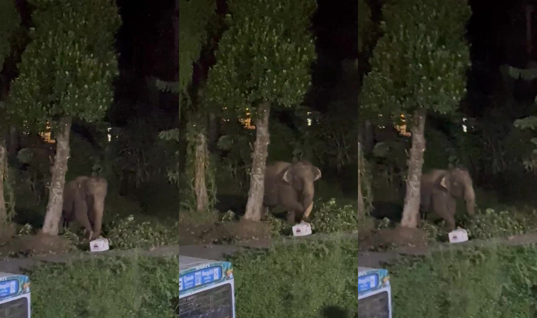 Elephant kills dummie