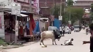 Man Attacked By Stray Bull In India