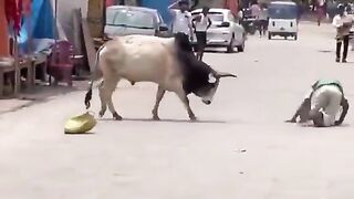 Man Attacked By Stray Bull In India