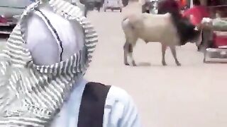 Man Attacked By Stray Bull In India