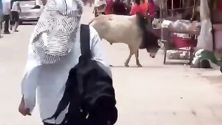 Man Attacked By Stray Bull In India