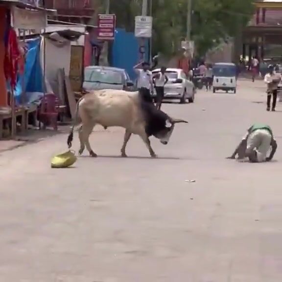 Man Attacked By Stray Bull In India