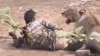 Lion Attacks Herder In India