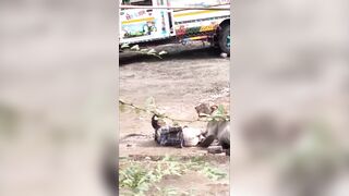 Lion Attacks Herder In India