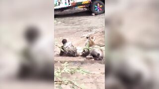 Lion Attacks Herder In India