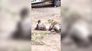 Lion Attacks Herder In India