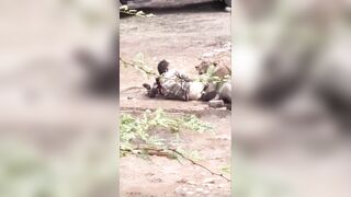 Lion Attacks Herder In India