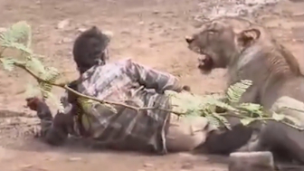 Lion Attacks Herder In India