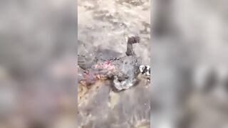 Rebels Shot Down Army Helicopter In Mali
