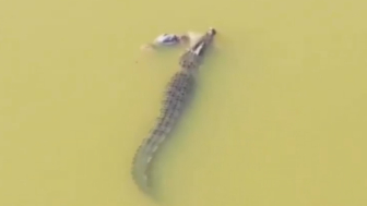 Man Jumps Into River To Fix His Boat, Crocodile Kills Him