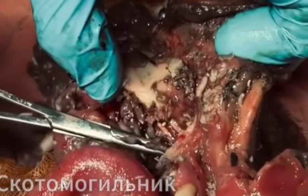 Ukr soldier rotting alive.