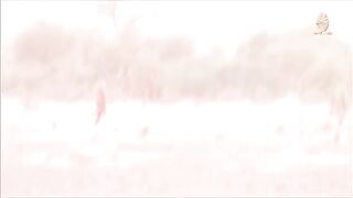 Combat in Mali Compilation