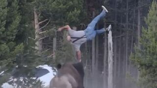 Tourist Injured After Bison Tosses Him 8 Feet Into The Air At Yellowstone Park