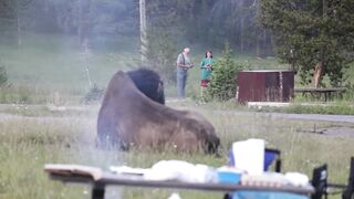 Tourist Injured After Bison Tosses Him 8 Feet Into The Air At Yellowstone Park