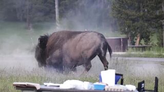 Tourist Injured After Bison Tosses Him 8 Feet Into The Air At Yellowstone Park