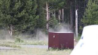 Tourist Injured After Bison Tosses Him 8 Feet Into The Air At Yellowstone Park