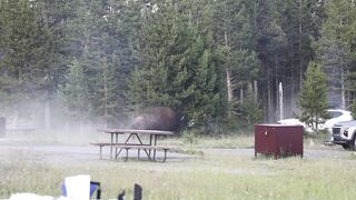 Tourist Injured After Bison Tosses Him 8 Feet Into The Air At Yellowstone Park