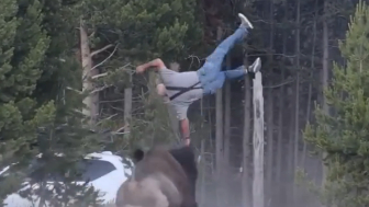 Tourist Injured After Bison Tosses Him 8 Feet Into The Air At Yellowstone Park