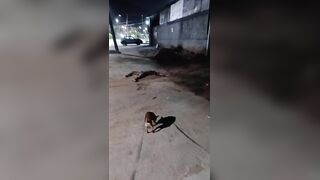 Dog Walker Stumbles Upon Headless Corpse