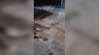 Dog Walker Stumbles Upon Headless Corpse