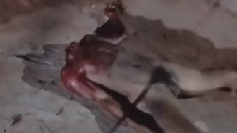 Dog Walker Stumbles Upon Headless Corpse