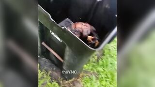 Chicago Woman Found In A Trash Can