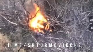 Grilled Ukrainian.