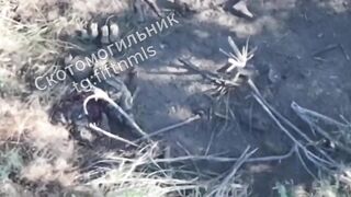 Drone hits Ukrat ass and splits him in half.