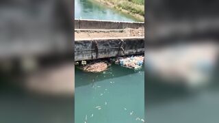 A Real Big Fish
