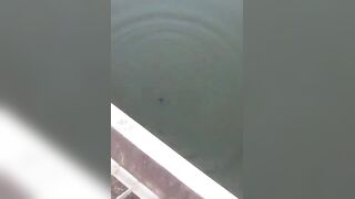 Man Jumps From A Tall Bridge, Drowns In Front Of Friends In Brazil