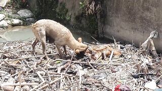 Dog has a nice meal