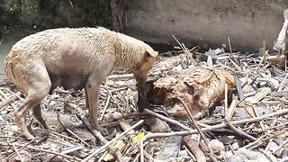 Dog has a nice meal
