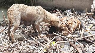 Dog has a nice meal