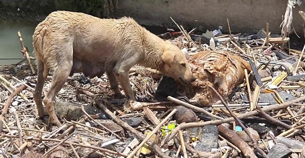 Dog has a nice meal