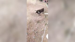 Man Fatally Gored By Bull In Colombia