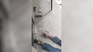 Workers Electrocuted By Powerlines