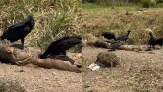 Birds Got To Eat Too