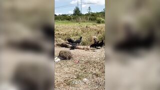 Birds Got To Eat Too