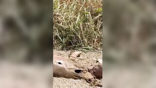 Birds Got To Eat Too